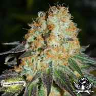 Cream of the Crop Seeds Cash Crop Auto